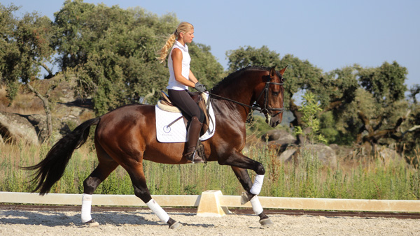 Dressage training