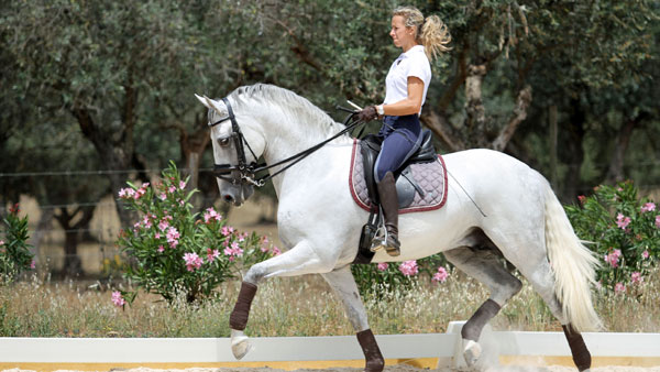 Dressage training