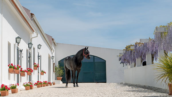 Guêtres de dressage antérieures en polaire Teddy - Equitation