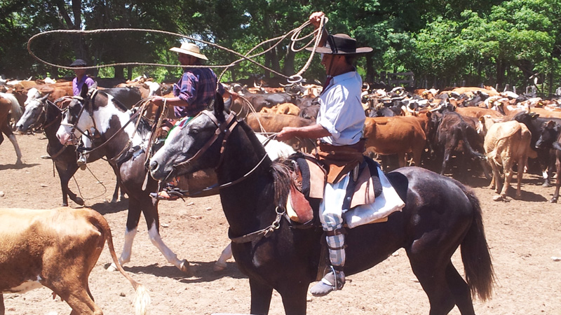 Argentina, Corrientes - Gaucho on a Working Estancia