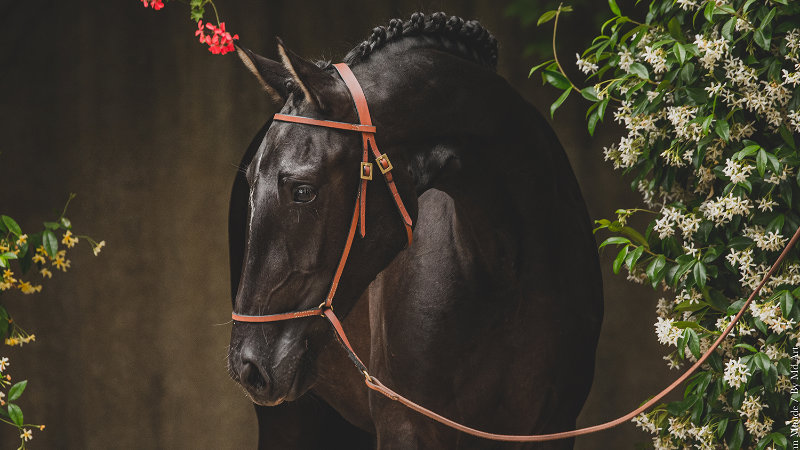France, Provence - Exclusive dressage studfarm