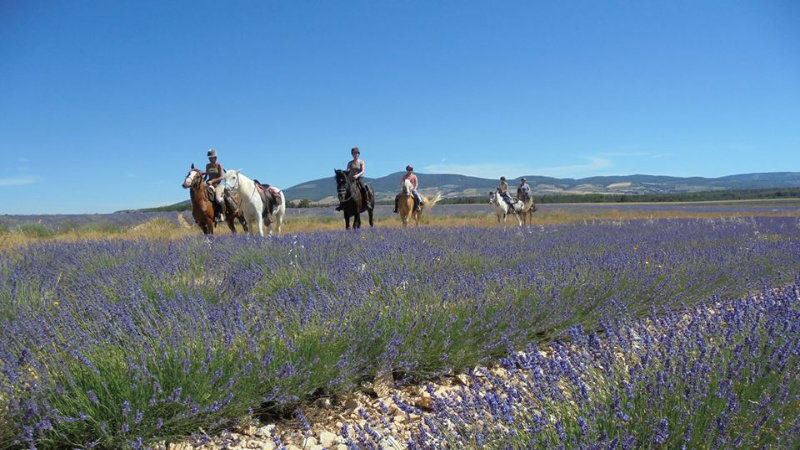 France, Provence - Luberon & Lavender