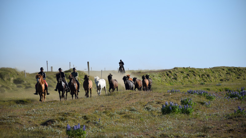 Hekla Trail Ride