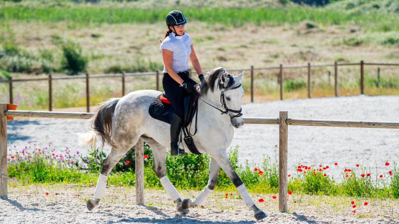 Portugal, Golega - Dressage or Showjumping