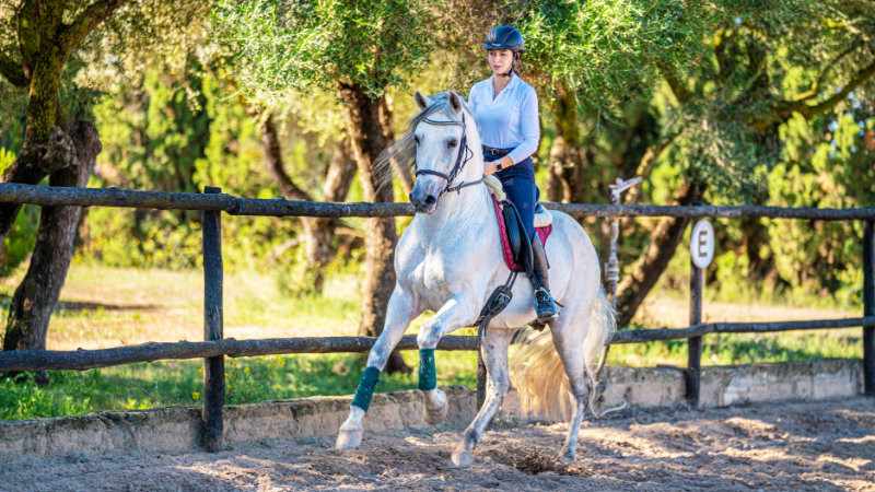 Spain, Mallorca - Dressage on Andalucan Horses