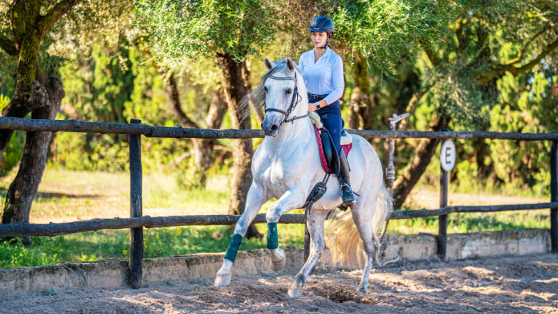 Spain, Mallorca - Dressage on Andalucan Horses