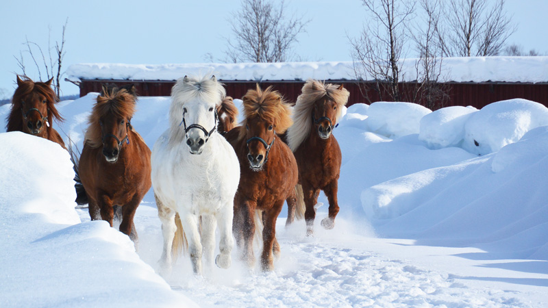 Sweden, Lapland - Winter week on horseback (7 days)