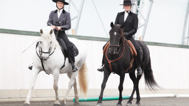 Sweden, Uppland - Riding in harmoni with Working Equitation on Lusitanos