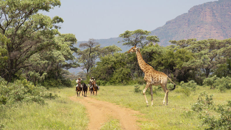 South Africa, Entabeni - Big Five Safari