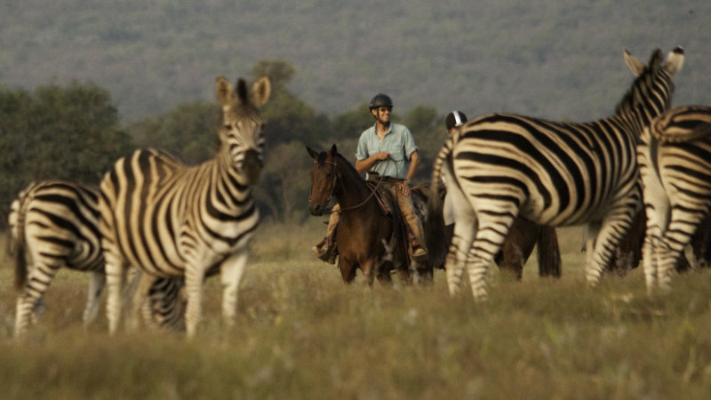 South Africa, Waterberg - Ranch Stay with Safari