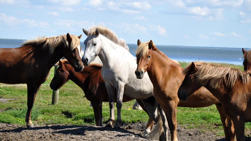 Horses