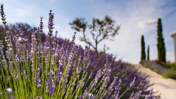 France, Provence - Luberon and Lavender