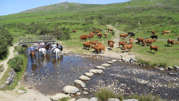 Great Britain, Dartmoor - Cattle Drive
