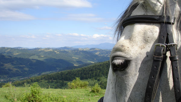 Transylvania Trail Ride  Centre based