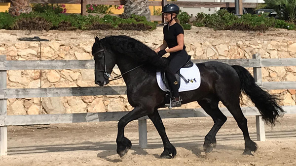 Program Dressage & Beach ride on Friesian horses